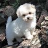 Puppies for sale Ireland, swords , maltipoo