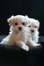 Puppies for sale Belgium, Brussels Maltese