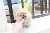 Puppies for sale Germany, Berlin Pomeranian Spitz, Pomeranian