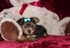 Puppies for sale Cyprus, Limassol Yorkshire Terrier