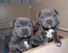 Puppies for sale Finland, Helsinki Staffordshire Bull Terrier
