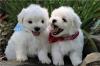 Puppies for sale Ukraine, Chernivtsi Maltese
