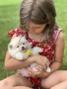 Puppies for sale Germany, Frankfurt an der Oder Pomeranian Spitz