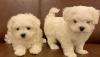 Puppies for sale Belgium, Brussels Maltese