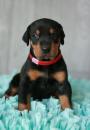 Puppies for sale France, Ren Doberman