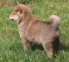 Puppies for sale Spain, Salamanca , Shiba Inu