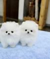 Puppies for sale Finland, Helsinki Pomeranian Spitz