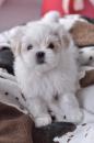 Puppies for sale France, Toulouse Maltese