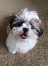 Puppies for sale Finland, Helsinki Shih Tzu