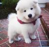 Puppies for sale Germany, Brandenburg Samoyed dog (Samoyed)