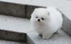 Puppies for sale Spain, Lerida Pomeranian Spitz