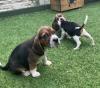 Puppies for sale Belgium, Gant Beagle