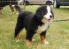 Puppies for sale Germany, Berlin Bernese Mountain Dog
