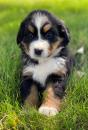 Puppies for sale Cyprus, Nicosia Bernese Mountain Dog