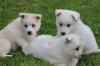 Puppies for sale Spain, Barcelona Mixed breed, Pomsky