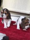 Puppies for sale Spain, Madrid Beagle