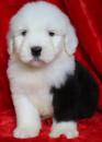 Puppies for sale Spain, Barcelona Other breed, Old English Sheepdog