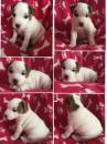 Puppies for sale Germany, Cologne Jack Russell Terrier