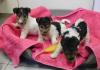 Puppies for sale Spain, Madrid Other breed, Foxer Terrier