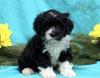 Puppies for sale Spain, Barcelona Other breed, Portuguese Water Dog