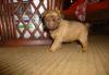Puppies for sale Spain, Madrid Brussels Griffon