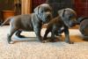 Puppies for sale Spain, Madrid American Staffordshire Terrier