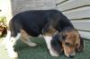 Puppies for sale Spain, Bilbao Beagle