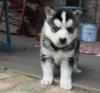 Puppies for sale Hungary, Budapest , Pomsky Puppies