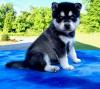 Puppies for sale Spain, Barcelona Kai, Alaskan Klee Kai