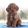 Puppies for sale Denmark, Odense , Cockapoo