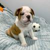 Puppies for sale Hungary, Budapest English Bulldog
