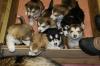 Puppies for sale Spain, Madrid Other breed, Alaskan Malamute
