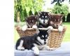 Puppies for sale Spain, Barcelona Other breed, Alaskan Malamute
