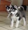 Puppies for sale Belgium, Antwerp , Siberian Husky