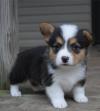 Puppies for sale Hungary, Budapest Other breed, Pembroke Welsh Corgi Puppies