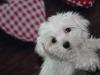 Puppies for sale Spain, Zaragoza Maltese