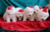 Puppies for sale Spain, Madrid Samoyed dog (Samoyed)