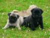 Puppies for sale Spain, Barcelona Pug
