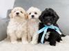 Puppies for sale Ireland, Dublin Mixed breed, Cavachon