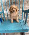 Puppies for sale Spain, Madrid , Cavapoo