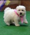 Puppies for sale Cyprus, Nicosia Maltese
