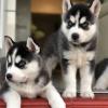 Puppies for sale Hungary, Budapest Haski, Blue Eyes Siberian Husky Puppies