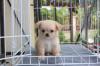 Puppies for sale Netherlands, Amsterdam Chihuahua