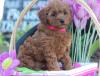 Puppies for sale Hungary, Budapest Other breed, Cockapoo Puppies