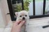 Puppies for sale Luxembourg, Luxembourg Chihuahua