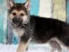 Puppies for sale Belgium, Charleroi German Shepherd Dog