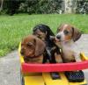 Puppies for sale Belgium, Antwerp Dachshund