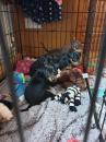 Puppies for sale Moldova, Bender Miniature Pinscher