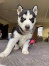 Puppies for sale Hungary, Budapest Haski