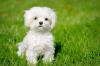 Puppies for sale Belgium, Charleroi Maltese